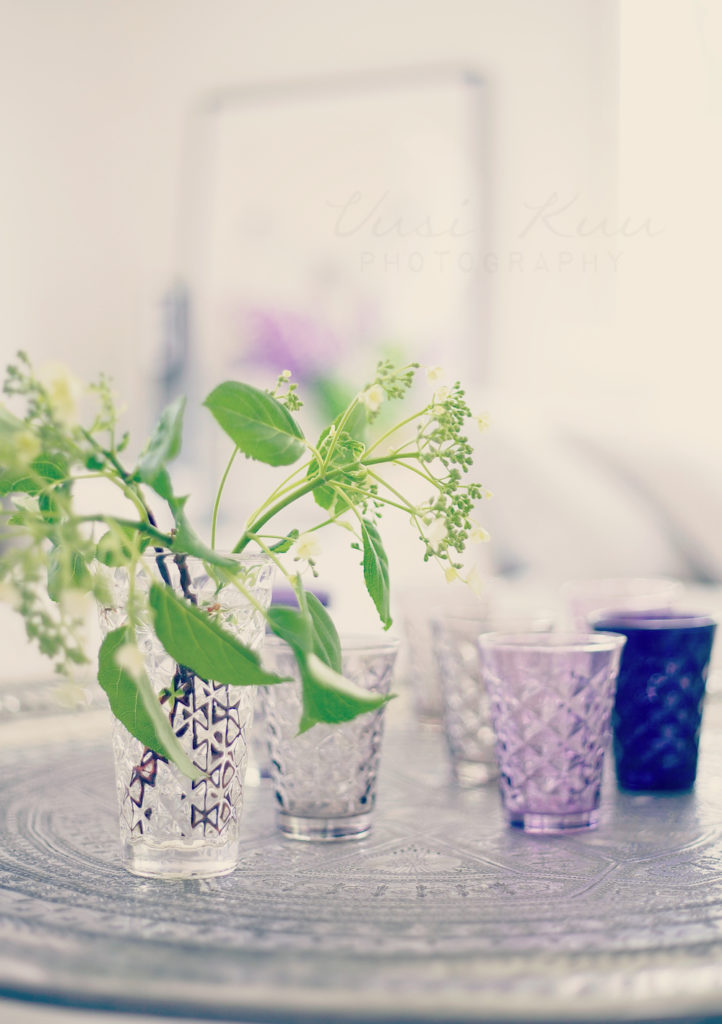 hydrangea
