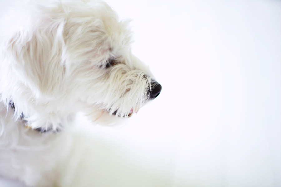 coton de tulear uusi kuu blogi koira