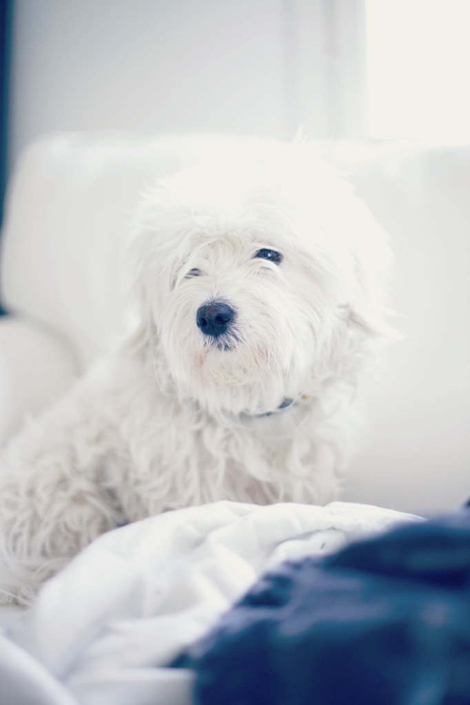 coton de tulear