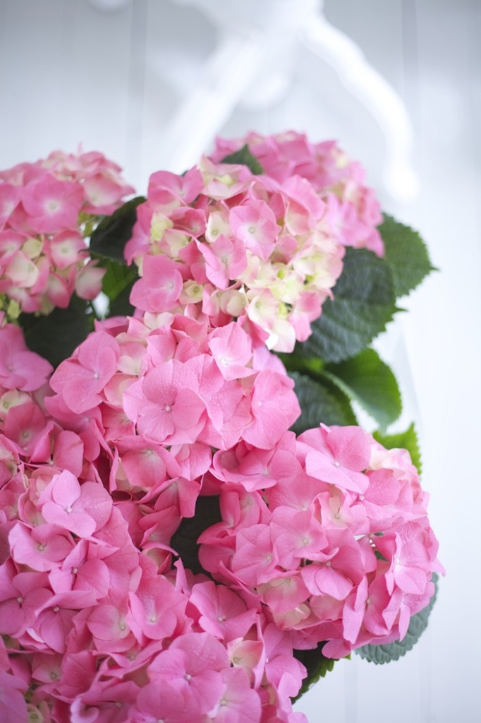 hortensia