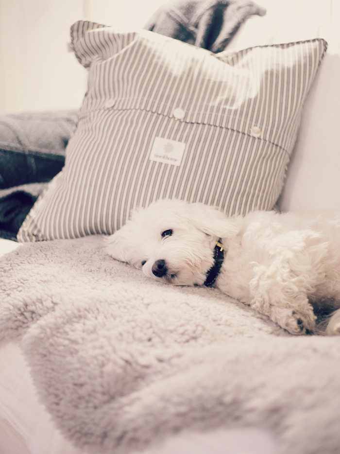 cotton de tulear