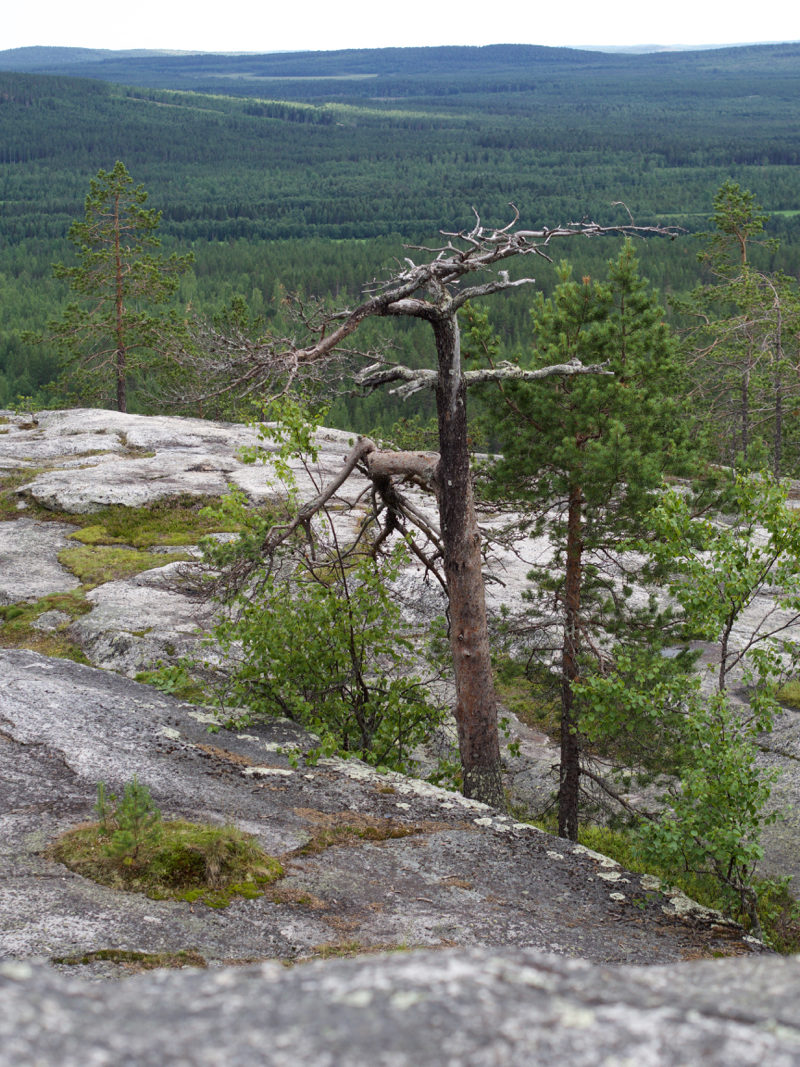 luppioberget 6