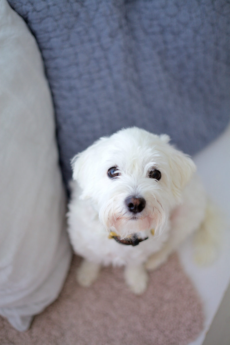 coton de tulear