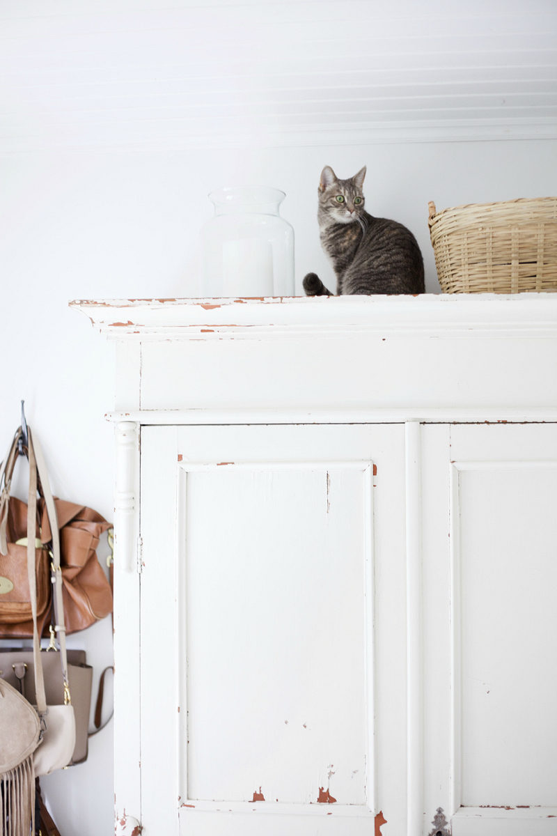 Kylli the Cat