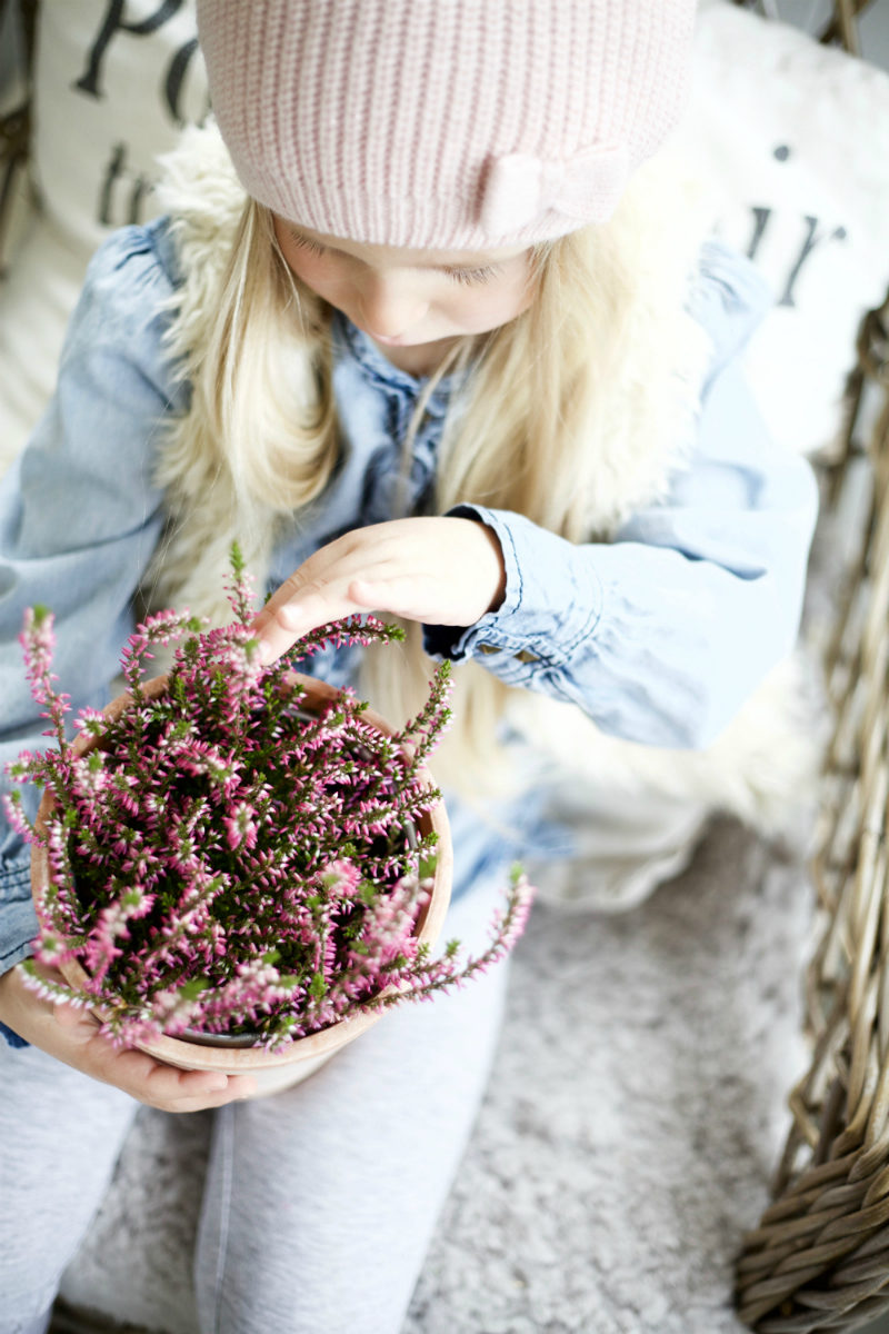 calluna-3