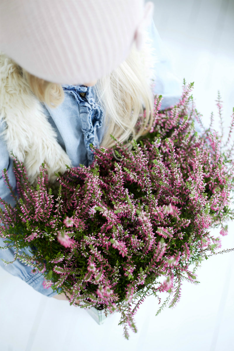 calluna-4