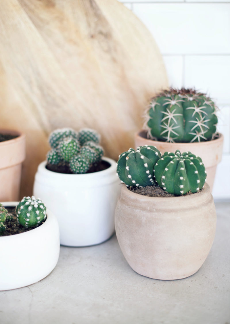 cactus 1 (1)