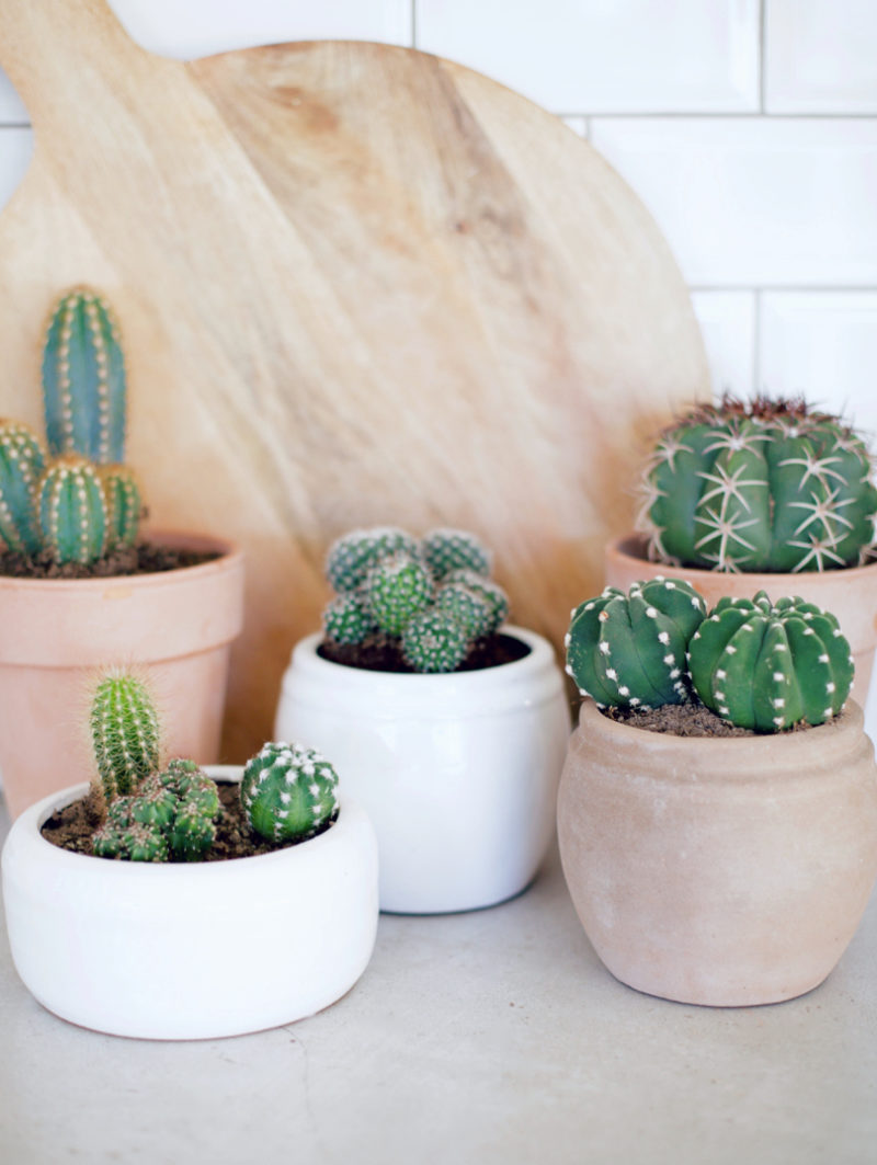 cactus 2