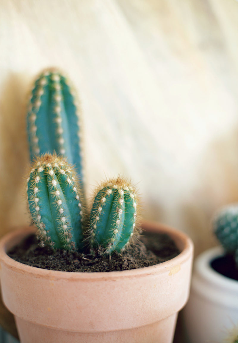 cactus 3