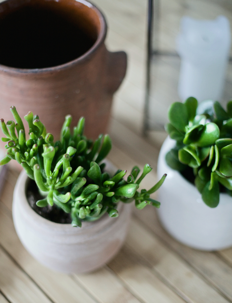 plants and pots 5